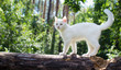 White cat for a walk in a beautiful summer forest.