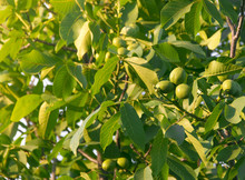 Fruits Of A Walnut On A Tree In The Rays Of Sunlight Sunset