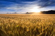 © ricardoreitmeyer - This field of wheat in central Kansas is nearly ready for harvest. An unusual misty morning added a low fog and misty drops to the wheat stalks. Focus is on wheat closest in foreground.