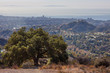 Beautiful tree on the top of Kenter Trail Hike overlooking West Los Angeles: Santa Monica, Venice, Beverly Hills, Hollywood with the ocean on the horizon