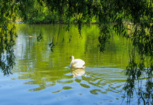 White Swan Floating On Green Water Under Willow Branches