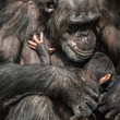 © neurobite - Portrait of mother Chimpanzee with her funny small baby