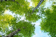 Tree Trunks Of Birches In Summer, Bottom View