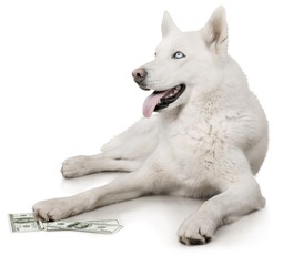 Poster - Cute dog with money isolated on white background