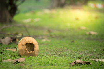 eaten coconut with hole on green grass field ground floor