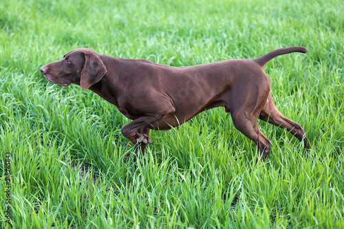 A Young Muscular Brown Hunting Dog Is Standing In A Point In The