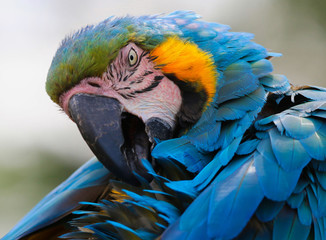 Poster - Macaw head portrait