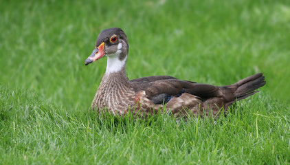 Poster - Young Wood Duck