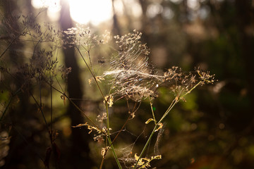 Spiderwebs on the grass in the forest at sunset