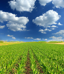 Canvas Print - Cornfield with Clouds on Bright Summer Day