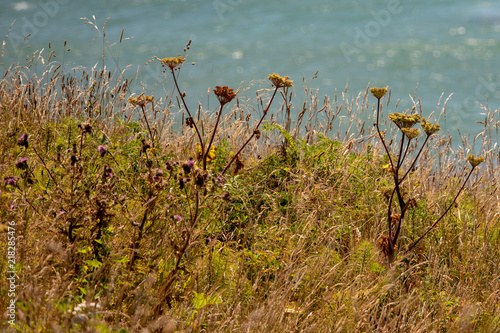 Fotografie, Obraz Seaside Dried Grasses and flowers along the pacific northwest oregon coast in th