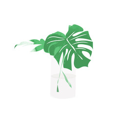 Wall Mural - vector philodendron watercolor illustration. tropical exotic leaf. 