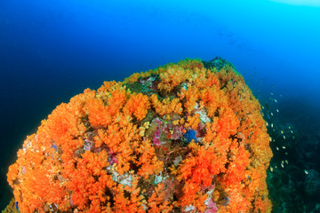 Tropical fish swimming around a beautiful, brightly colored tropical coral reef