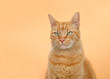 © sheilaf2002 - Portrait of one orange tabby ginger cat on an orange background. Looking to viewers left with serious observing expression. Copy space.