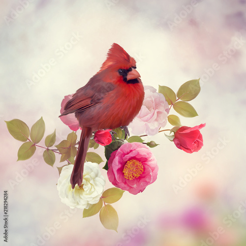 Male Northern Cardinal with rose flowers