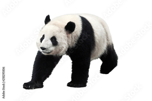 Panda isolated on white background Canvas Print