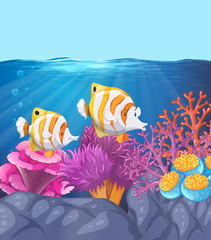 Wall Mural - Two beautiful fish underwater