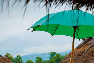 Wall Mural - Green umbrellas and nature views