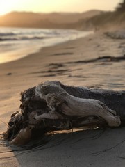 Sticker - Driftwood on the Beach