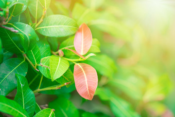 Wall Mural - closeup red, orange and green leaf in the garden on blurred background.