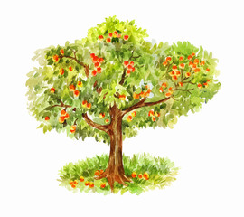 Watercolor vector apple tree isolated on white