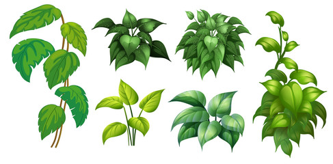 Wall Mural - a set of green plant
