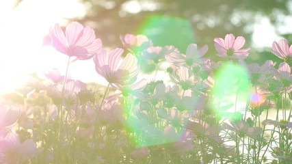 Low angle panning view of cosmos flower in outdoor field with evening sunset lens flare and bokeh effect.