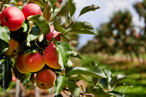 Fotografía Shiny delicious apples hanging from a tree branch in an apple orchard