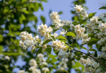 Poster - Beautiful blossoming branch of jasmine in garden