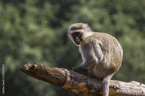 Fotografie, Obraz Vervet monkey in Kruger National park, South Africa ; Specie Chlorocebus pygeryt