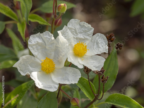 Fotografía Cistus monspeliensis. Cistes blancs de Montpellier