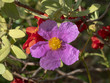 © Marc - Cistus albidus. Ciste cotonneux des garrigues de Provence