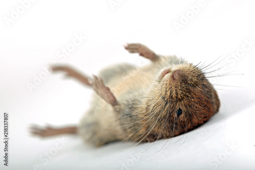 Tote Maus Buy This Stock Photo And Explore Similar Images At Adobe Stock Adobe Stock