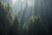 The Sun Rays In The Haze Fall Through The Branches Of Green Firs And Pines. Landscape Of Coniferous Forest