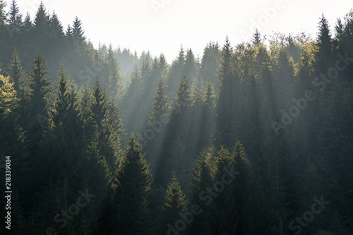 Fototapeta The sun rays in the haze fall through the branches of green firs and pines