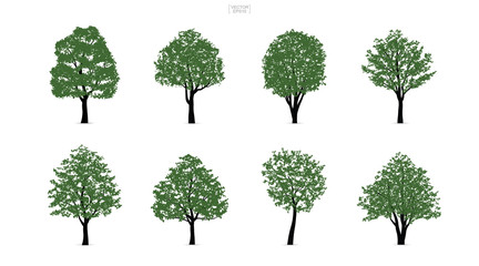 Set of green tree isolated on white background for landscape design and architectural compositions with backgrounds. Vector.