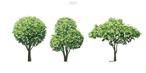 Collection of tree isolated on white background. Natural object for landscape design, architectural decoration, park and outdoor graphic. Vector.
