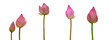 Collection of Isolated pink lotus bud on a white background , A beautiful pink lotus bud from Thailand