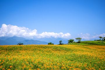  The Orange daylily(Tawny daylily) flower farm at Sixty Rock Mountain(Liushidan.mountain) with blue sky and cloud, Fuli, Hualien, Taiwan