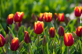 Fototapeta Tulipany - blooming tulips closeup