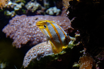 Little striped yellow  fish i in the blue water with reef 