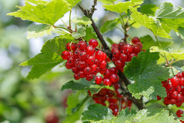 Ripe red currants close-up as background. Bush of red currant in a garden