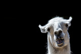 Fototapeta Zwierzęta - Stupid looking animal. Goofy llama. Funny meme image with copy-space. Dumb animal with silly expression isolated against black background for customised message or text.