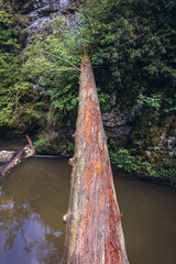 Sticker - Tree trunk over River Hornad in Slovak Paradise mountain range in Slovakia