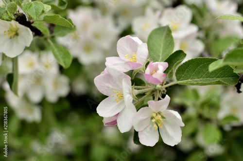 Dekoracja na wymiar  kwiat-jabloni