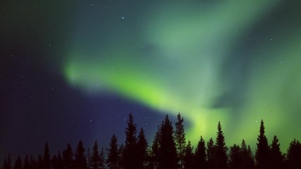 Wall Mural - yellow green midnight aurora over the forest