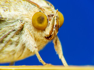 extreme macro shot gypsy moth (lymantria dispar) night moth sitting on the branch in the night, blac