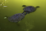 Two turtles swim in the water of a pond