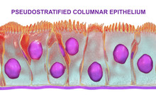 Pseudostratified Columnar Epithelium, 3D Illustration. Epithelium Found In Trachea And Upper Part Of Digestive Tract