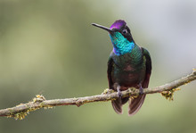 A Male Of Magnificent Hummingbird Photographed In Costa Rica
